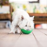 Dog using lickimat wobble bowl